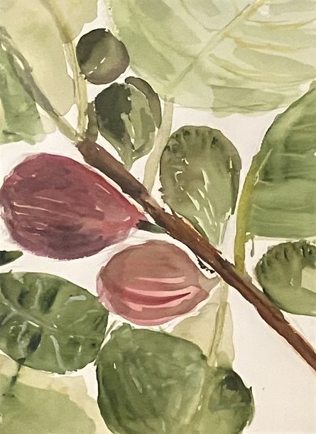 Figs — Watercolor by Gladys Lawrence